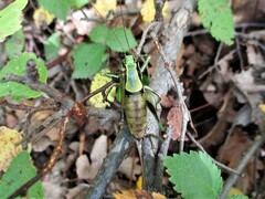 Eupholidoptera schmidti