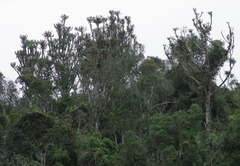 Euphorbia triangularis