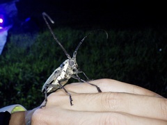 Batocera lineolata