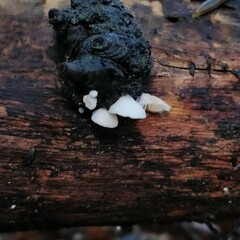 Crepidotus variabilis