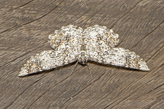 Amblychia subrubida