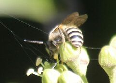 Colletes hederae