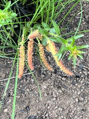 Acalypha villicaulis