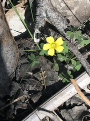 Oxalis perennans