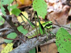Eupholidoptera schmidti