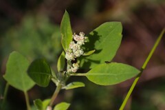 Chenopodium album