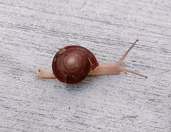 Quantula striata