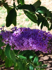 Buddleja davidii