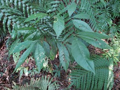 Melicope pteleifolia