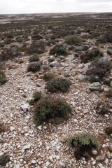 Pelargonium crithmifolium