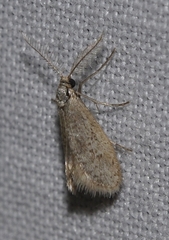 Dissoctena albidella