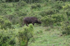 Syncerus caffer caffer