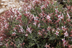 Pelargonium crithmifolium
