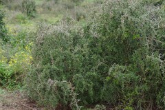 Gymnosporia polyacantha