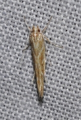 Pyroderces argyrogrammos