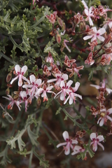 Pelargonium crithmifolium