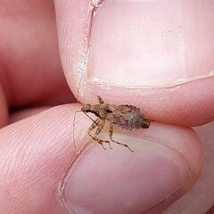 Himacerus mirmicoides