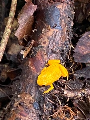 Brachycephalus alipioi