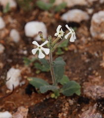 Lyperia