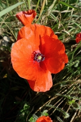Papaver