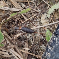 Ephippiger ephippiger