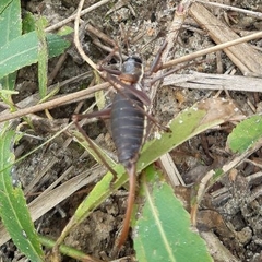 Ephippiger ephippiger