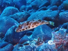 Sphoeroides marmoratus