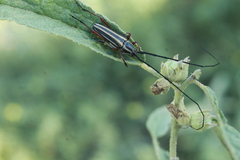 Sphaenothecus bilineatus