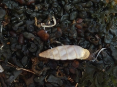 Papillifera papillaris