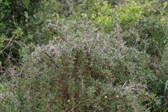 Gymnosporia polyacantha