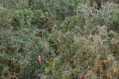 Gymnosporia polyacantha