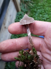 Cortinarius flexipes
