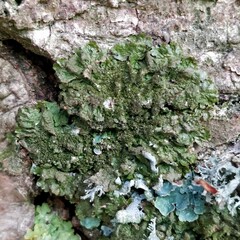 Melanohalea exasperatula