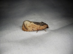 Cryptophlebia ombrodelta