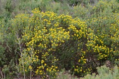 Euryops virgineus