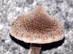 Cortinarius flexipes