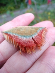 Lactarius semisanguifluus