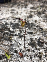 Caleana nigrita