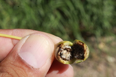 Pemphigus obesinymphae