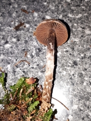 Cortinarius flexipes