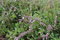 Lamiaceae