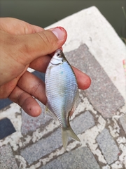 Acheilognathus macropterus