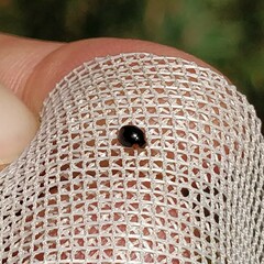 Parexochomus nigromaculatus