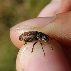 Brachyderes incanus