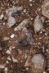 Osteospermum monstrosum