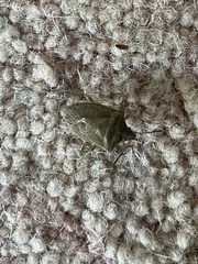 Carpocorini