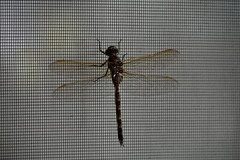 Adversaeschna brevistyla