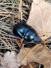 Trypocopris vernalis