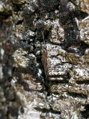 Clistopyga incitator