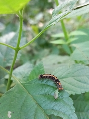 Orvasca subnotata